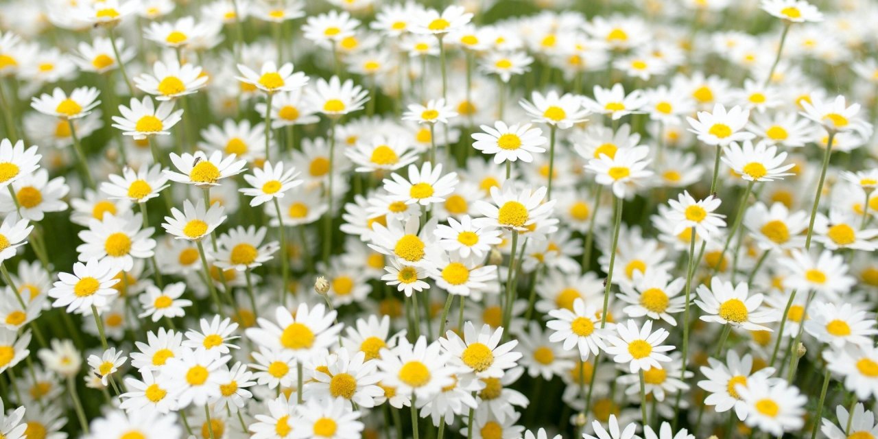 Nevruz Bayramı Nedir Ne zaman Nasıl Kutlanır?